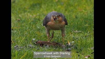 18_Sparrowhawk with Starling_Ivan Sedgwick