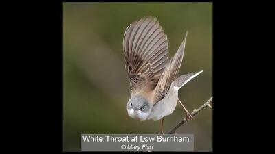 21_White Throat at Low Burnham_Mary Fish