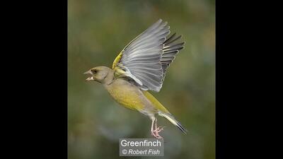 11_Greenfinch_Robert Fish