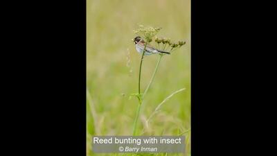 15_Reed bunting with insect_Barry Inman
