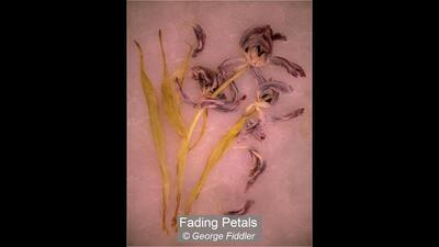 16_Fading Petals_George Fiddler