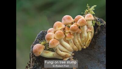 24_Fungi on tree stump_Robert Fish