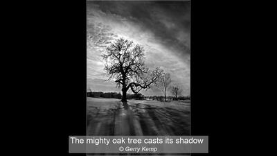 02_The mighty oak tree casts its shadow_Gerry Kemp