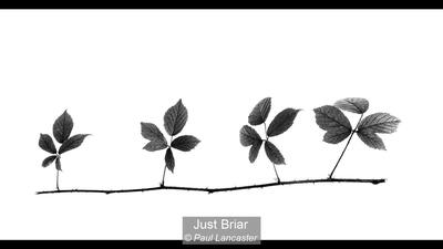 06_Just Briar_Paul Lancaster