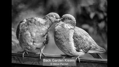 20_Back Garden Kisses_Steve Parrish