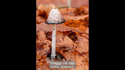 Shaggy ink cap