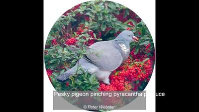 Pesky pigeon pinching pyracantha produce