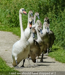 Well caught. Shadow on the body of the birds doesn’t help.