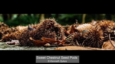 06_Sweet Chestnut Seed Pods_Kenneth Sykes