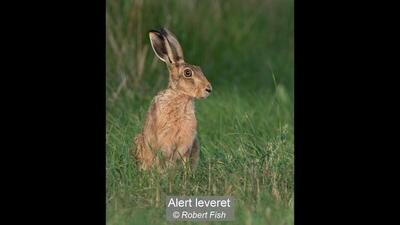 11_Alert leveret_Robert Fish