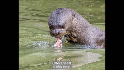 Otters feast
