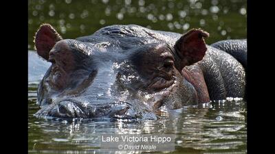 Lake Victoria Hippo