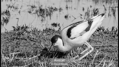Avocet