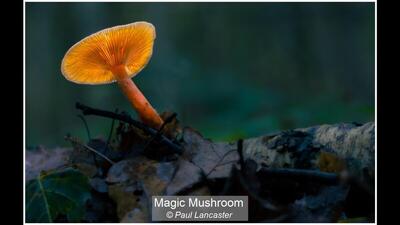 Magic Mushroom