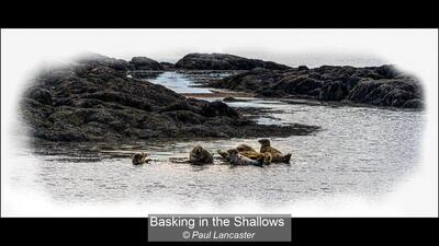 Basking in the Shallows