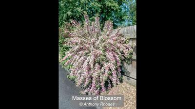 Masses of Blossom