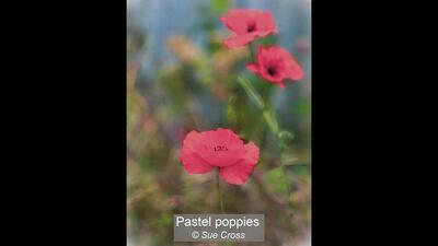 Pastel Poppies
