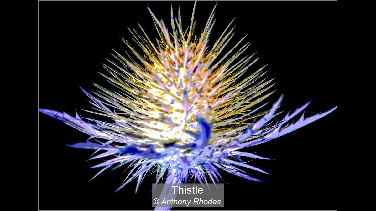 Thistle