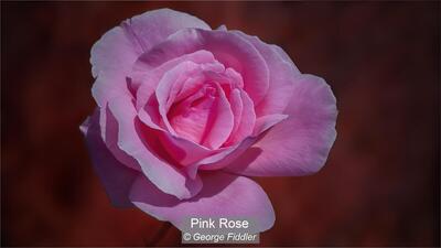 01_Pink Rose_George Fiddler