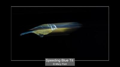 04_Speeding Blue Tit_Mary Fish