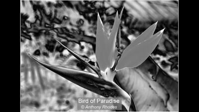 00_Bird of Paradise_Anthony Rhodes