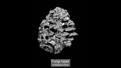 13_Fungi head_Robert Fish
