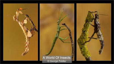 A world of insects