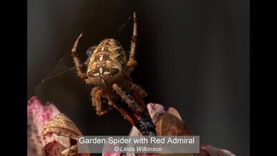 05_Garden Spider with Red Admiral_Linda Wilkinson