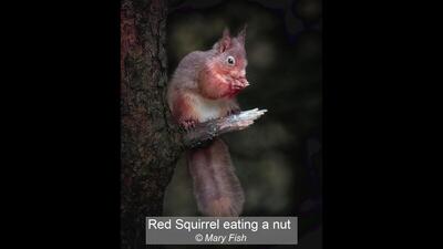 06_Red Squirrel eating a nut_Mary Fish