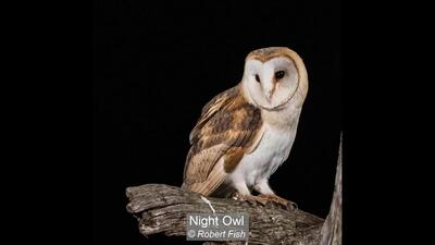 09_Night Owl_Robert Fish