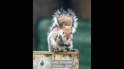 16_Grey Squirrel_Kenneth Sykes