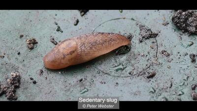 19_Sedentary slug_Peter Webster