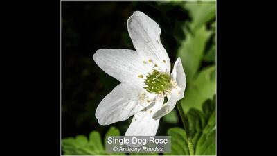 Single Dog Rose