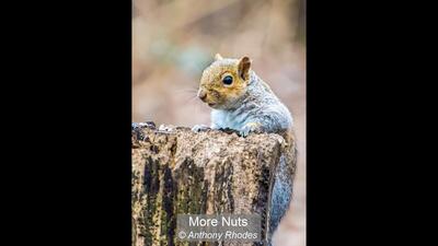 More Nuts