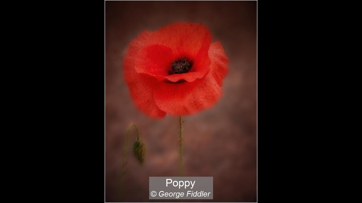 Poppy