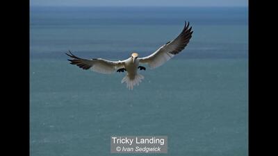 Tricky Landing