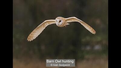 Barn Owl Hunting