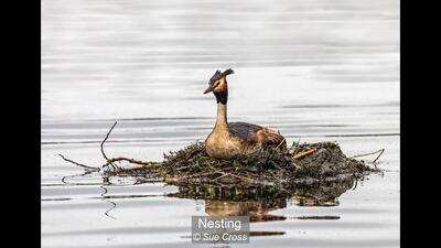 Nesting