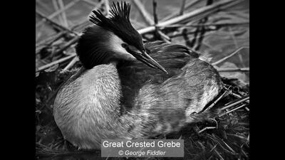 Great crested grebe