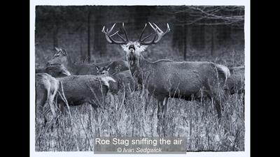 Roe Stag sniffing the air