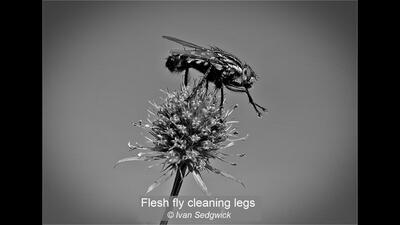Flesh Fly cleaning legs