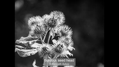 Burdock seed head