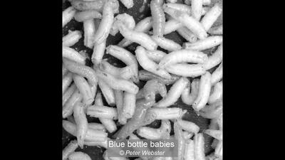 Blue Bottle babies