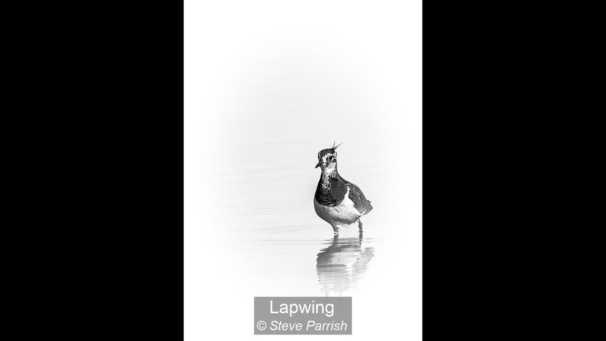 Lapwing