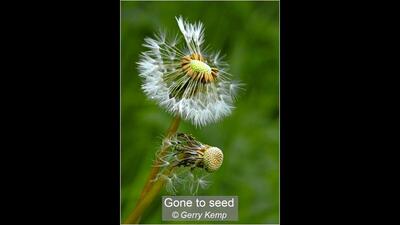 02_Gone to seed_Gerry Kemp