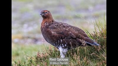 10_Red Grouse_Steve Parrish