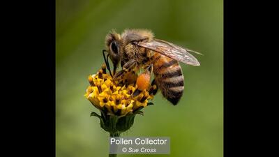 11_Pollen Collector_Sue Cross