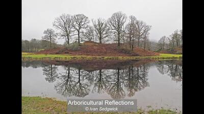 02_Arboricultural Reflections_Ivan Sedgwick