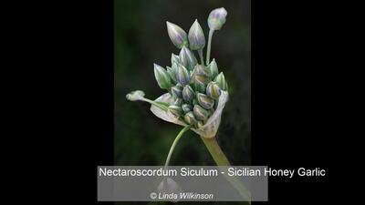 04_Nectaroscordum Siculum - Sicilian Honey Garlic_Linda Wilkinson
