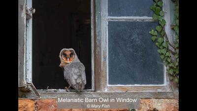 05_Melanistic Barn Owl in Window_Mary Fish